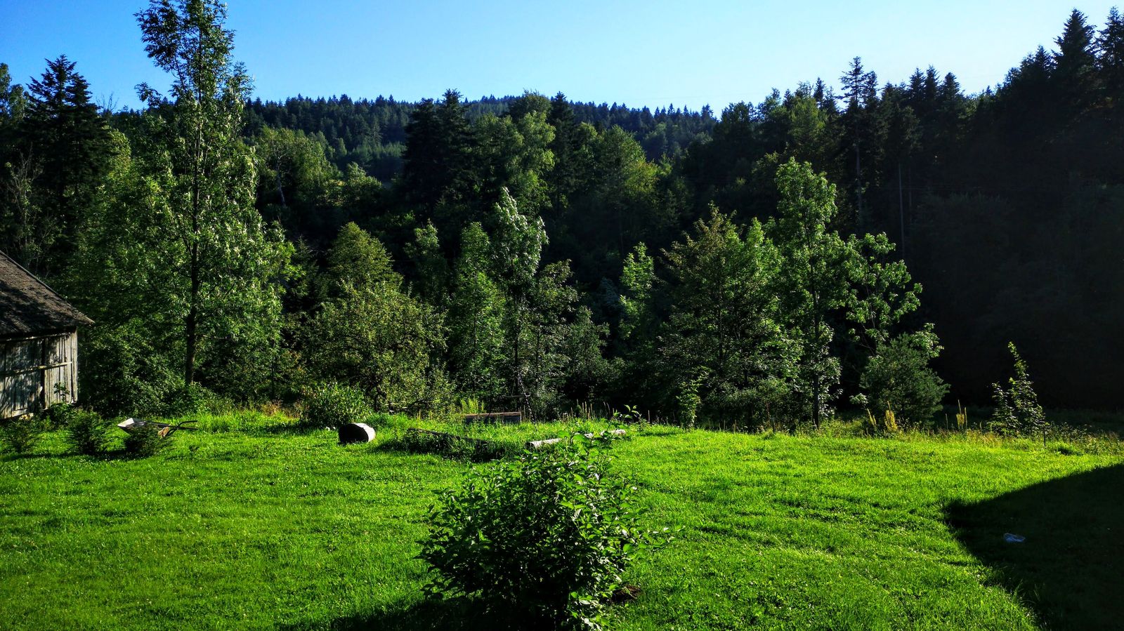 Widok na las i Beskid